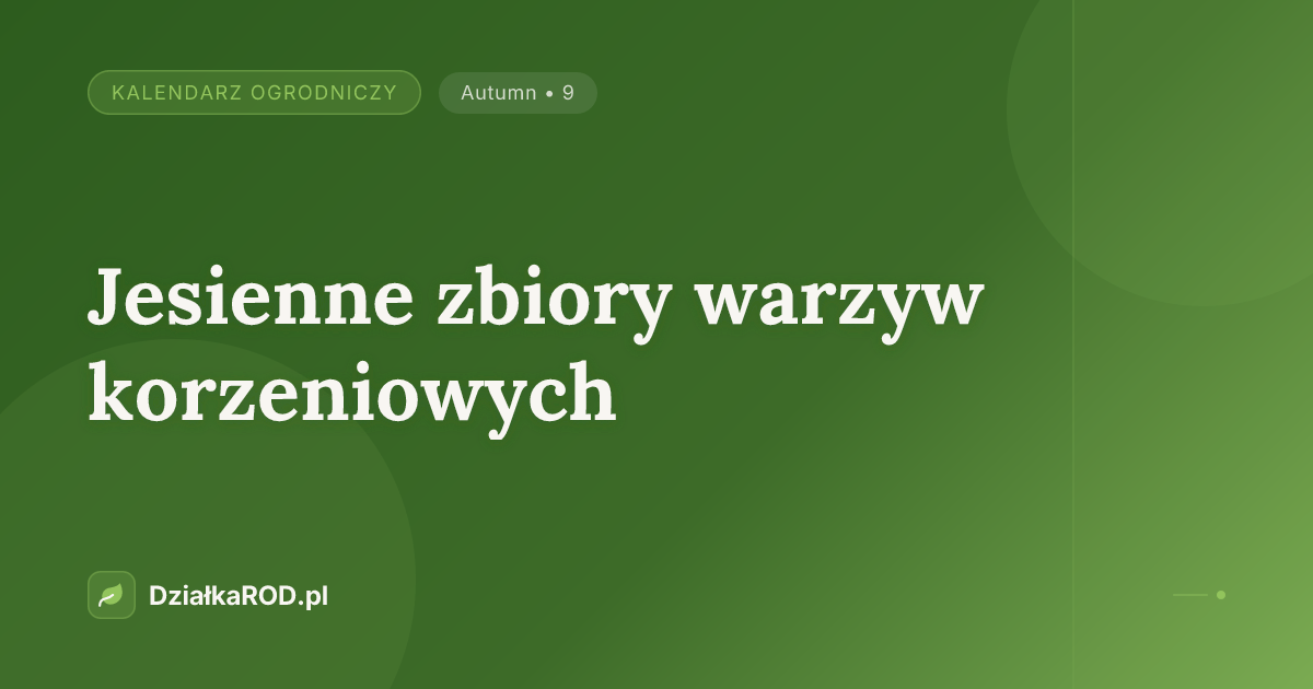 Jesienne zbiory warzyw korzeniowych